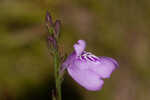 Thickleaf waterwillow